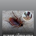 Miscellaneous (256)