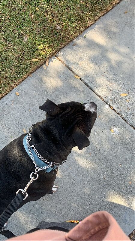 Joe D Marinez Pets (15)
