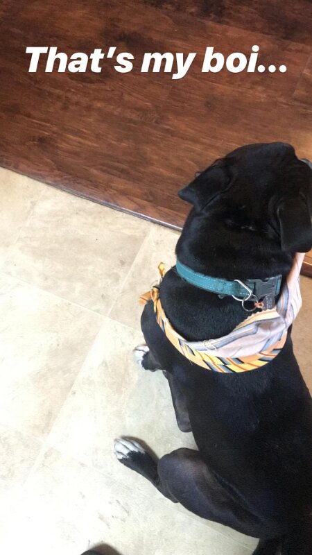 Joe D Marinez Pets (22)