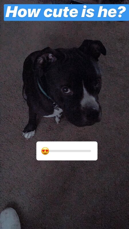 Joe D Marinez Pets (23)