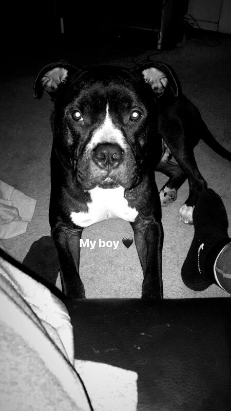 Joe D Marinez Pets (24)