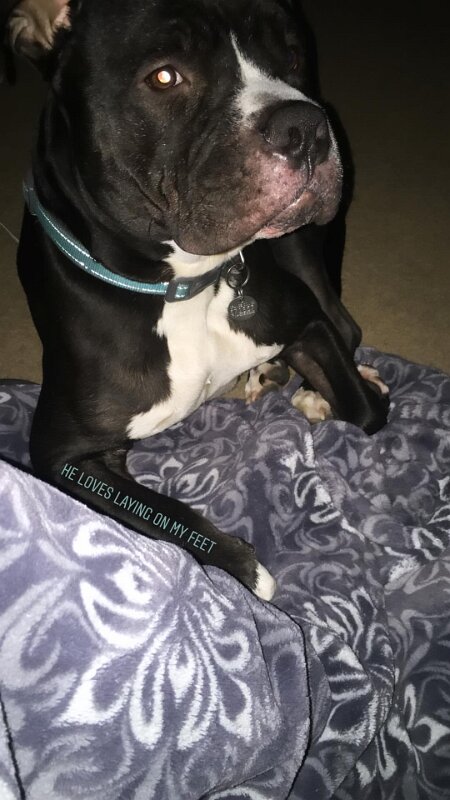 Joe D Marinez Pets (26)