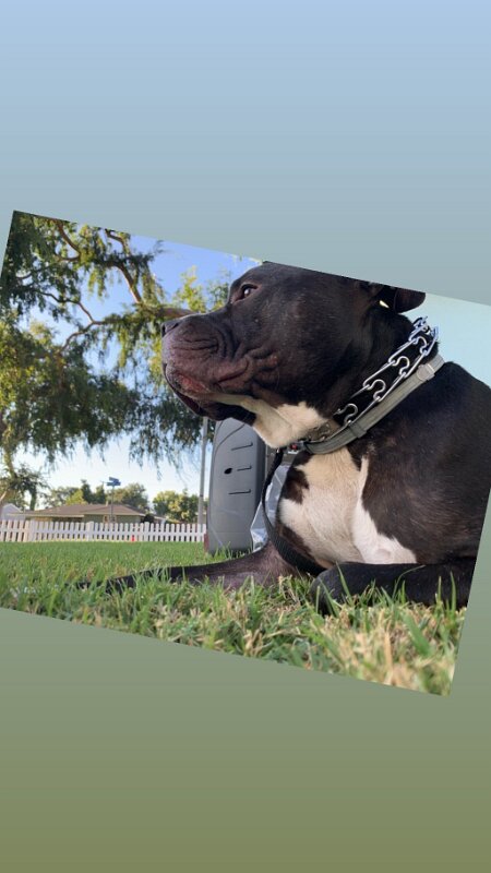 Joe D Marinez Pets (34)