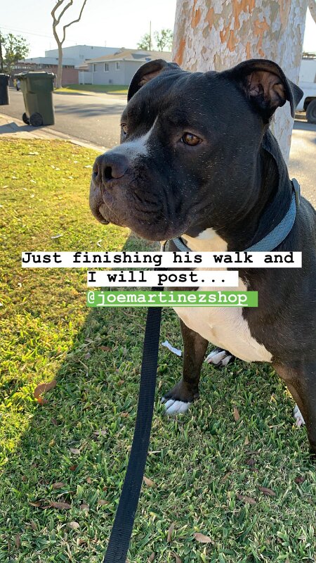 Joe D Marinez Pets (37)