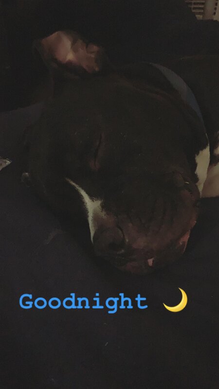 Joe D Marinez Pets (38)