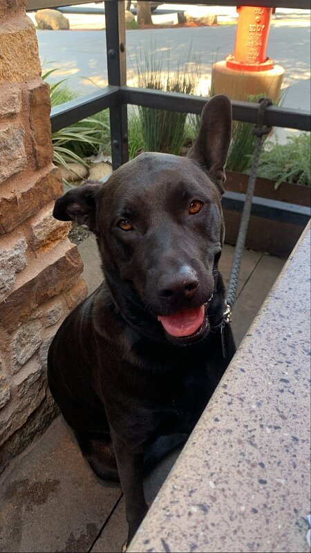 Joe D Marinez Pets (41)
