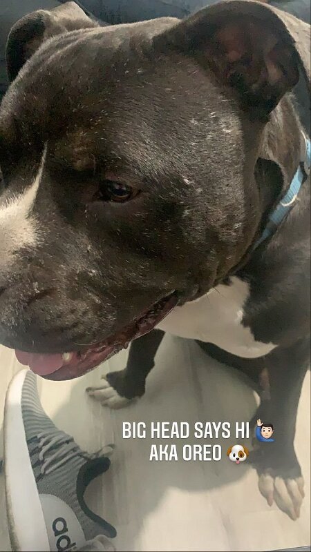 Joe D Marinez Pets (42)