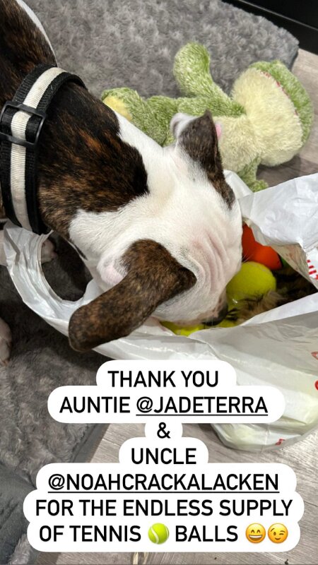 Joe D Marinez Pets (46)