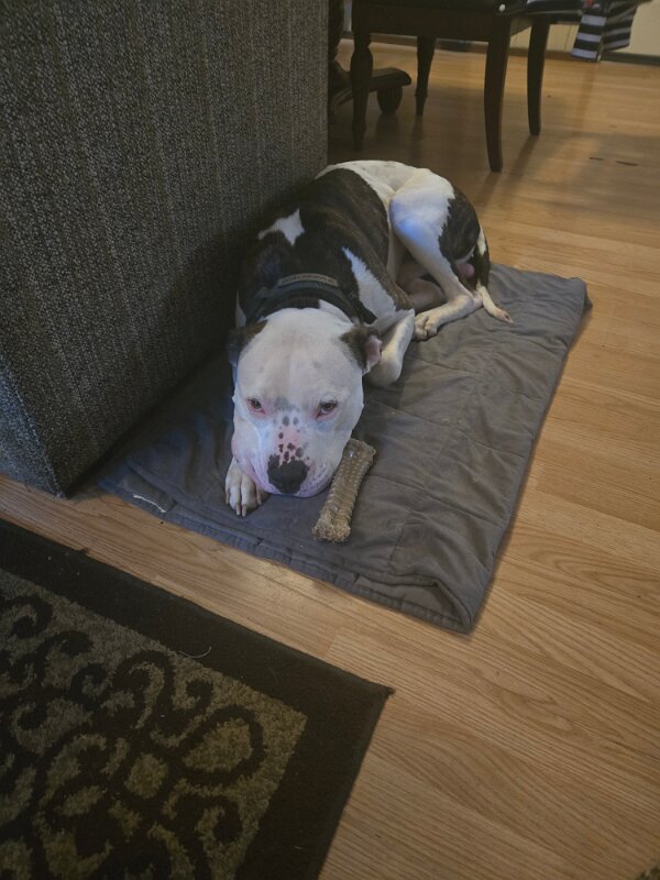 Joe D Marinez Pets (51)