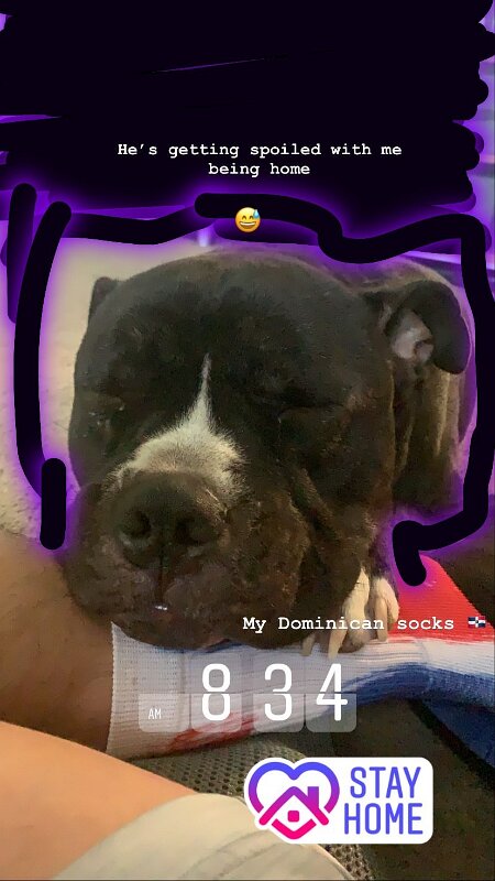 Joe D Marinez Pets (9)
