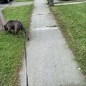 Joe D Marinez Pets (11)
