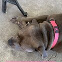 Joe D Marinez Pets (13)