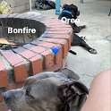 Joe D Marinez Pets (14)