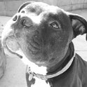 Joe D Marinez Pets (16)