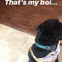 Joe D Marinez Pets (22)