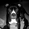 Joe D Marinez Pets (24)