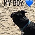 Joe D Marinez Pets (30)