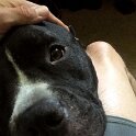 Joe D Marinez Pets (31)