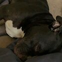 Joe D Marinez Pets (33)