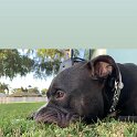 Joe D Marinez Pets (36)