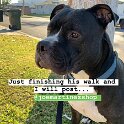 Joe D Marinez Pets (37)