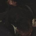 Joe D Marinez Pets (38)