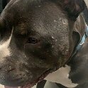 Joe D Marinez Pets (42)