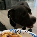 Joe D Marinez Pets (43)