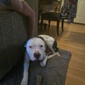 Joe D Marinez Pets (50)
