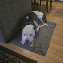 Joe D Marinez Pets (51)