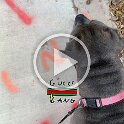 Joe D Martinez Pets V (1)