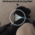 Joe D Martinez Pets V (10)