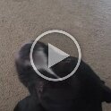 Joe D Martinez Pets V (11)