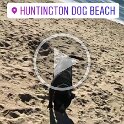 Joe D Martinez Pets V (12)