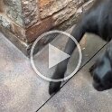 Joe D Martinez Pets V (22)