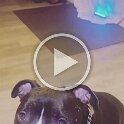 Joe D Martinez Pets V (25)