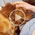 Joe D Martinez Pets V (28)
