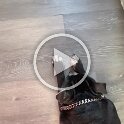Joe D Martinez Pets V (30)