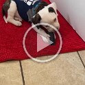 Joe D Martinez Pets V (32)