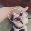 Joe D Martinez Pets V (33)