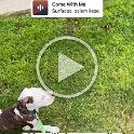 Joe D Martinez Pets V (38)
