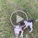 Joe D Martinez Pets V (41)