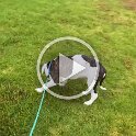 Joe D Martinez Pets V (42)
