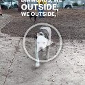Joe D Martinez Pets V (44)