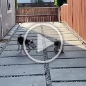 Joe D Martinez Pets V (48)