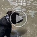 Joe D Martinez Pets V (5)