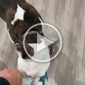 Joe D Martinez Pets V (50)