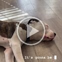 Joe D Martinez Pets V (55)
