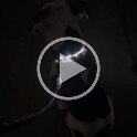 Joe D Martinez Pets V (60)