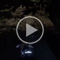 Joe D Martinez Pets V (61)